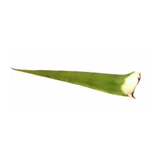 Aloe Vera, Fresh