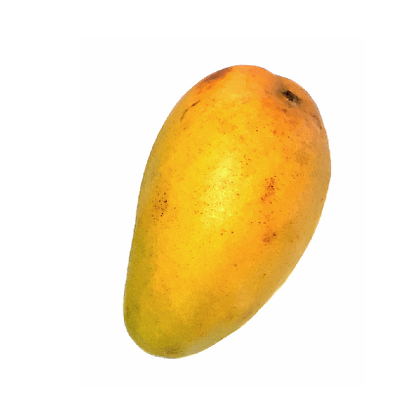Ataulfo Mango (Each)