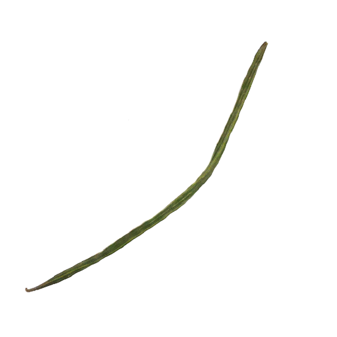 a sample image