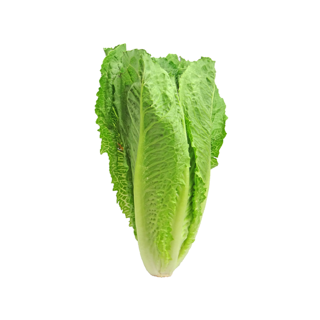 Lettuce, Romaine