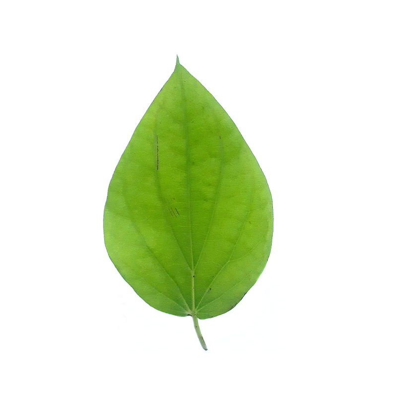 Pan Leaves (5 CT)