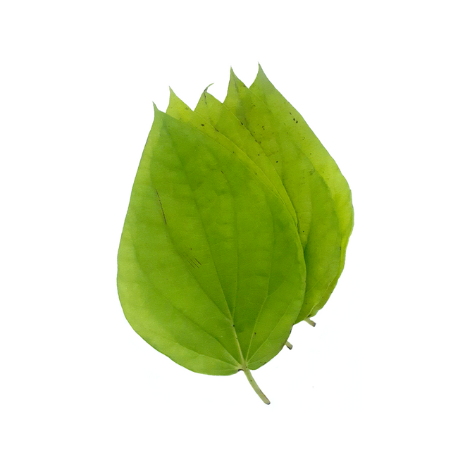 Pan Leaves (5 CT)