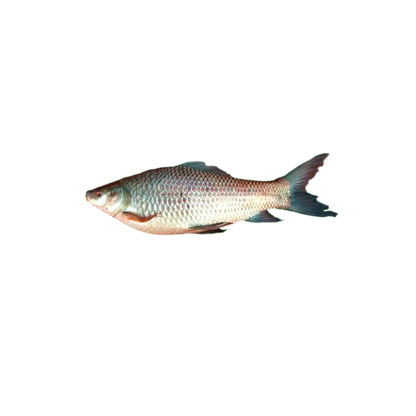 Rohu Fish Whole (Frozen) Cut