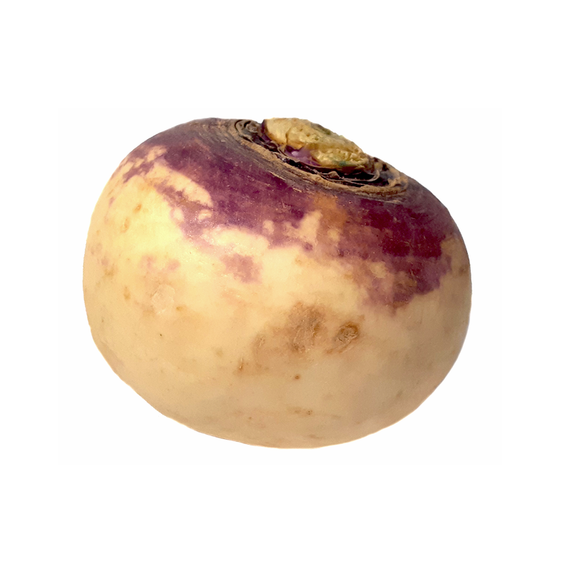 Turnip (1 Count)